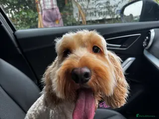 Cockapoo dogs Female cockapoo - Advert 2