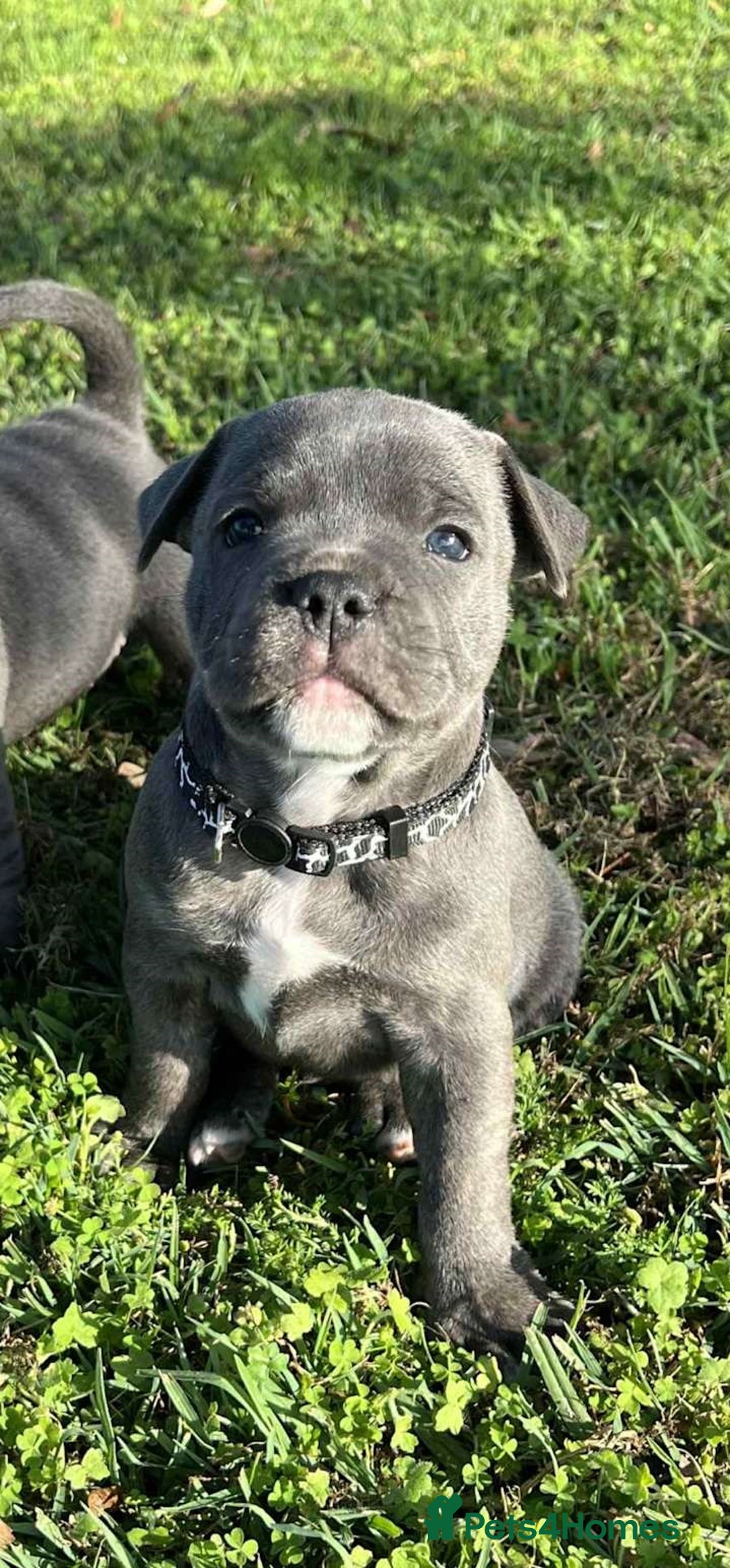 Staffordshire Bull Terrier dogs for sale: Healthy blue Staffordshire bull terrier so sweet - Image 3