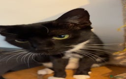 British Longhair cats for sale: Rescue kittens🧡 - Image 28