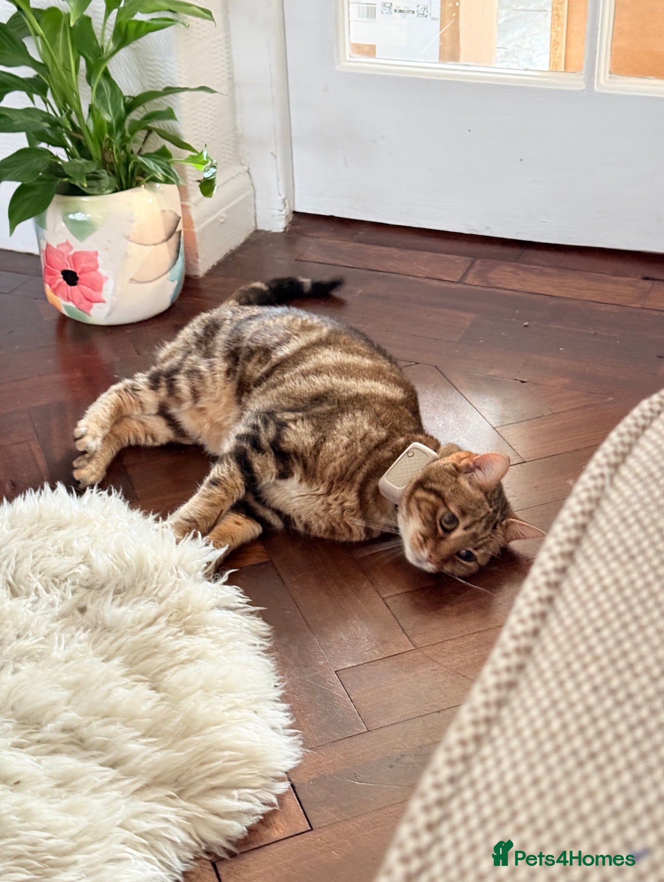 Bengal cats Looking for a new home for Ellie x - Advert 1