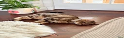 Bengal cats for sale: Looking for a new home for Ellie x in Feltham - Advert 1