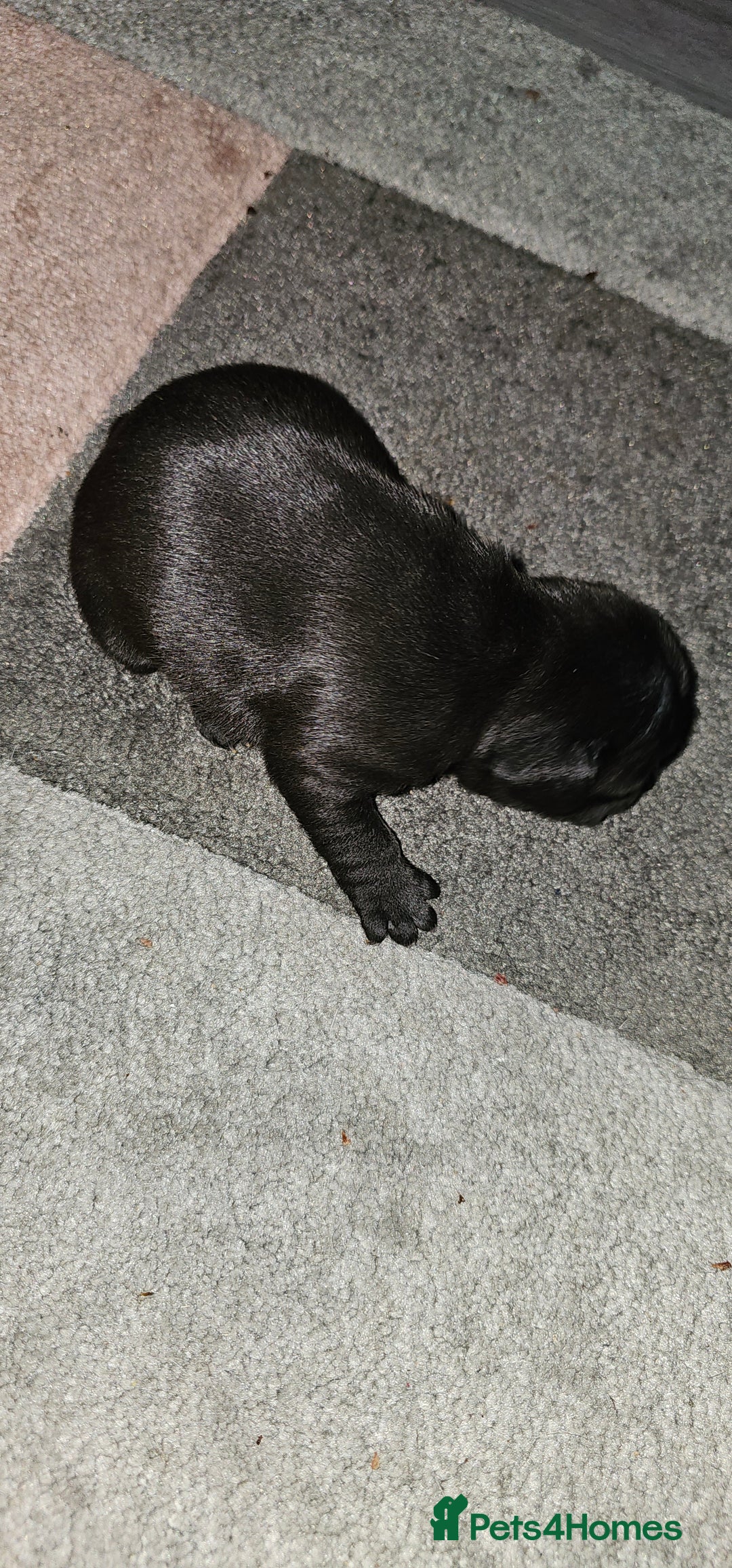 French Bulldog dogs for sale:  6 x beautiful Frenchie puppies for sale  - Advert 3
