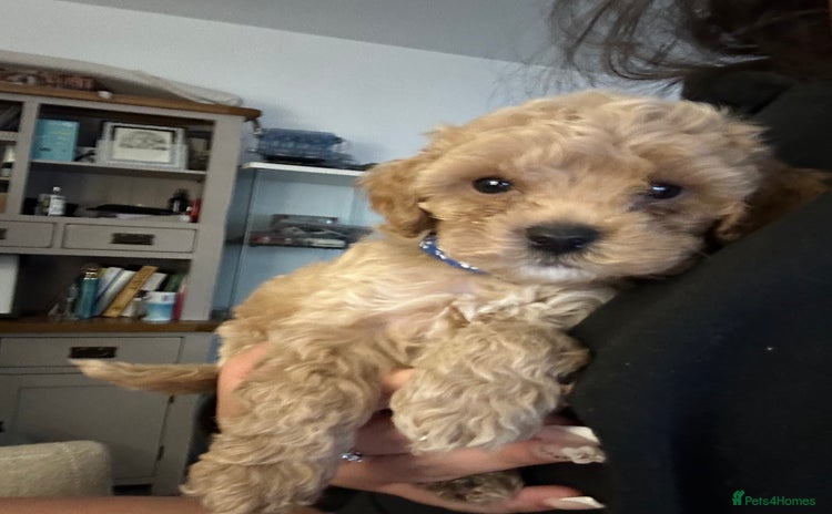 Cockapoo dogs in Loughborough - Advert 5