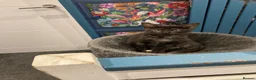 Mixed Breed cats for sale: Maine Coon mix - Advert 21