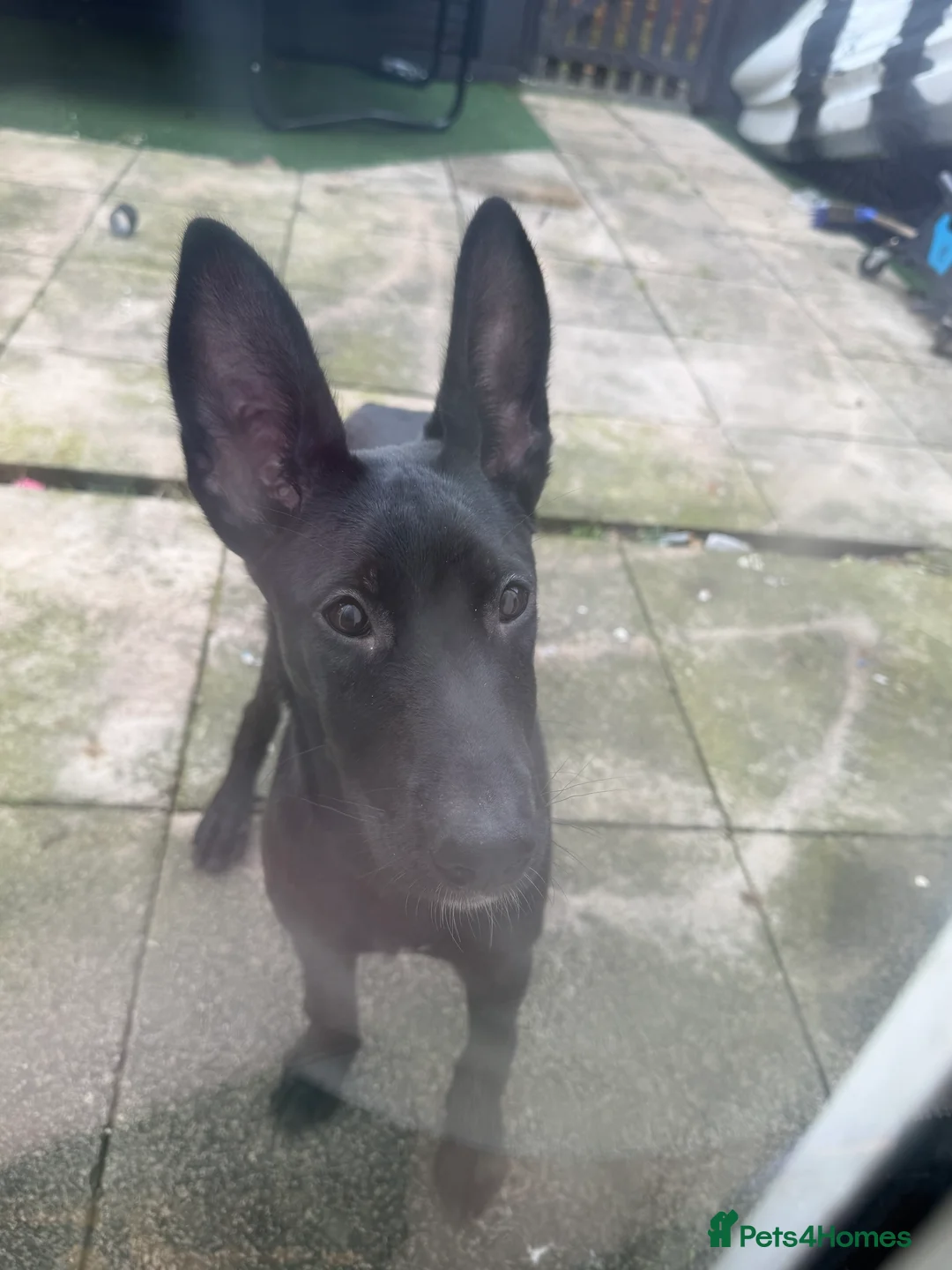 Belgian Shepherd Dog dogs for sale: Belgian Malinois  - Advert 3