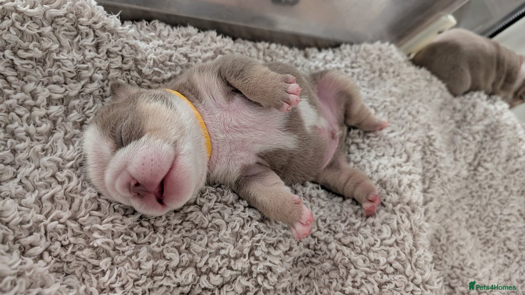 English Bulldog dogs for sale: Outstanding English bulldog puppies  - Advert 7