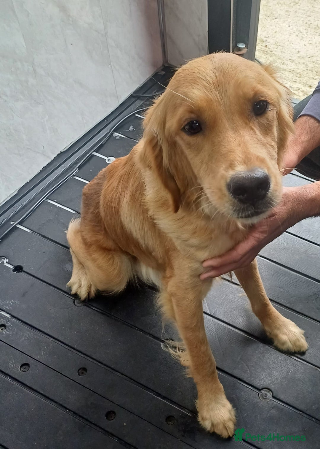 Labrador Retriever dogs for sale: READY TO LEAVE NOW KC registered golden retrievers - Advert 20