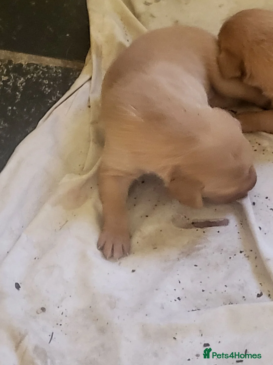 Labrador Retriever dogs for sale: A Perfect Litter of Pedigree Fox Red Labradors - Advert 1