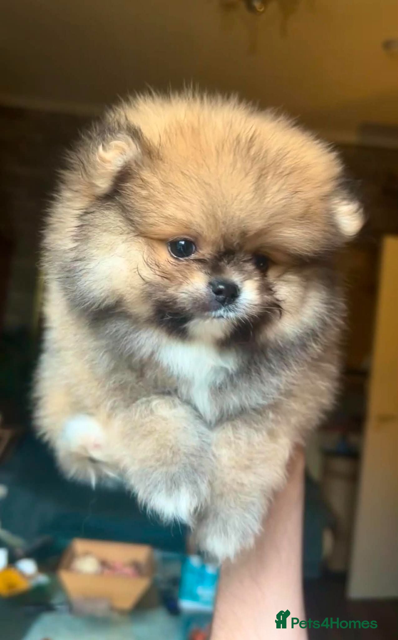 Pomeranian dogs Extra small fluffy Pomeranian Puppies  - Advert 10