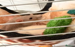 Rat rodents for sale: 4 gorgeous female dumbo rats - Image 3