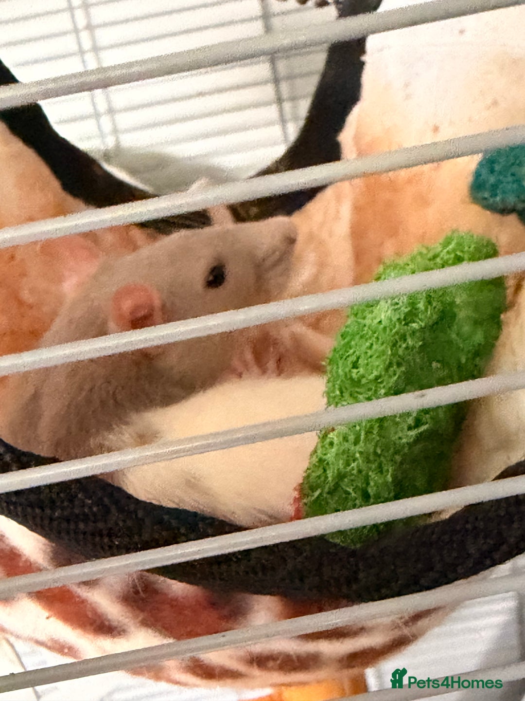 Rat rodents for sale: 4 gorgeous female dumbo rats - Image 3
