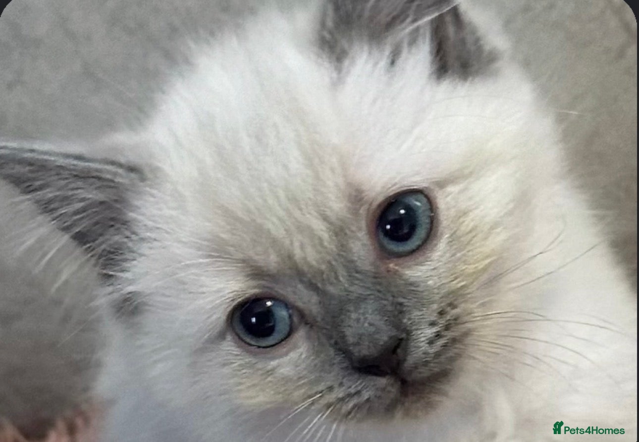 Ragdoll cats Cute Ragdoll Kittens for sale - Advert 15