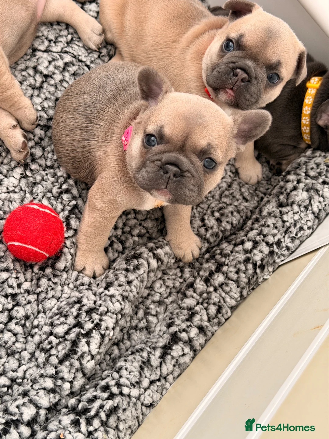 French Bulldog dogs for sale: French bulldog pups - Advert 2