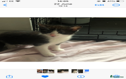 Domestic Shorthair cats for sale: Female kittens  - Image 2