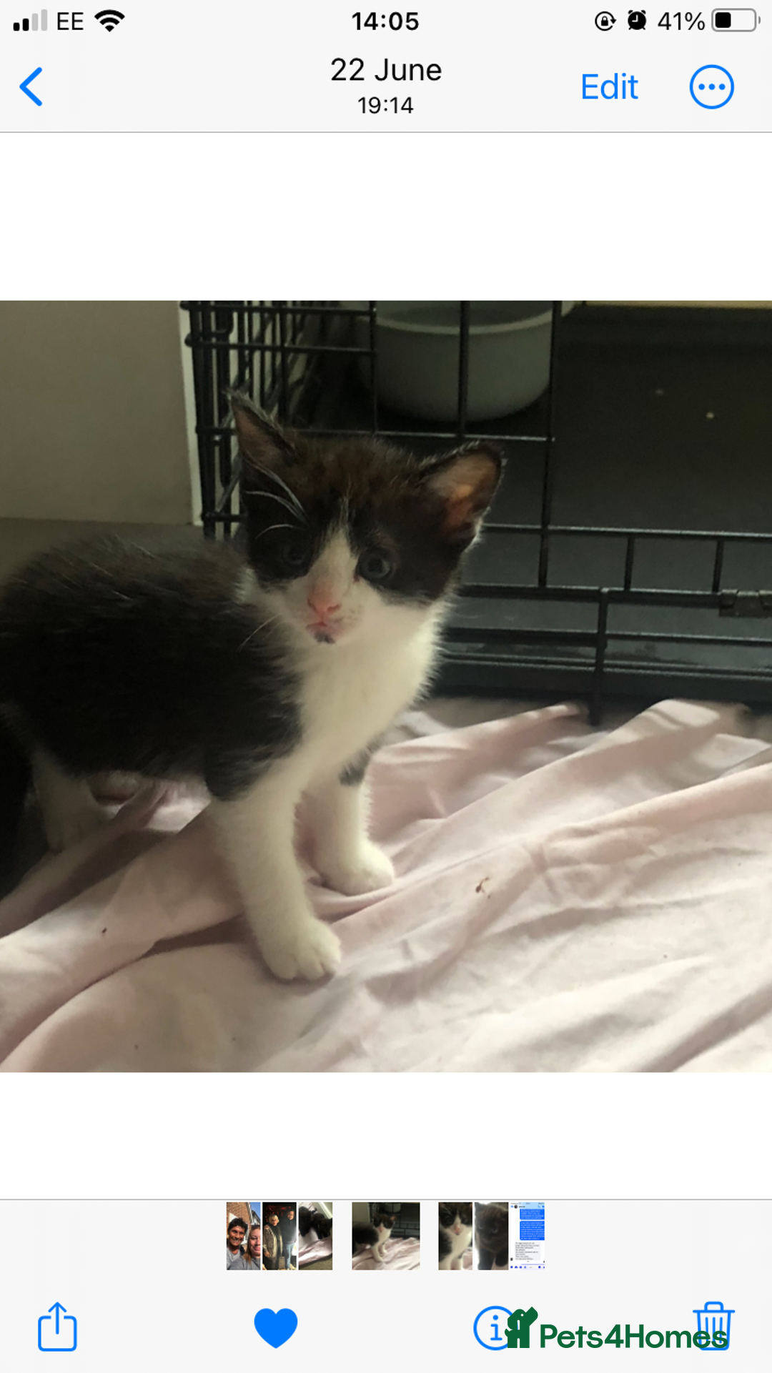 Domestic Shorthair cats for sale: Female kittens  - Image 2