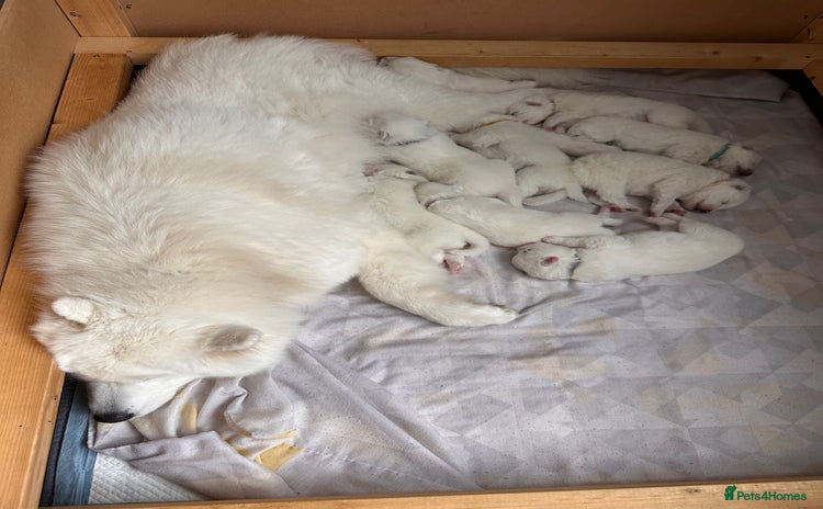 Samoyed dogs - Advert 1