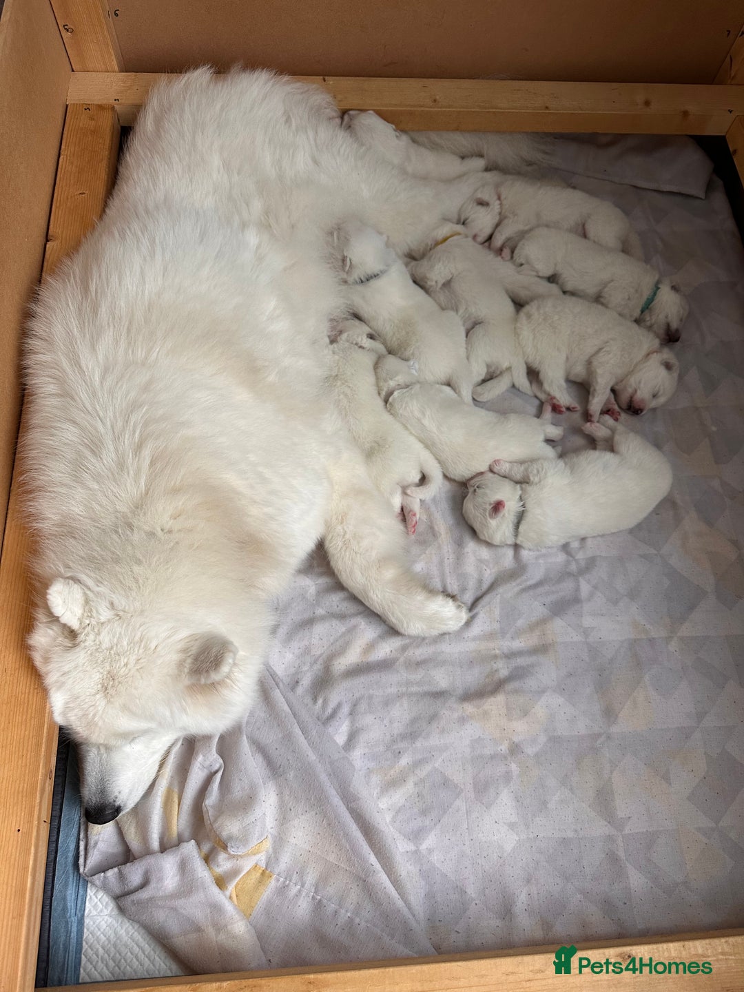 Samoyed dogs for sale: Samoyed Puppies — Ready to Reserve Now! - Image 1
