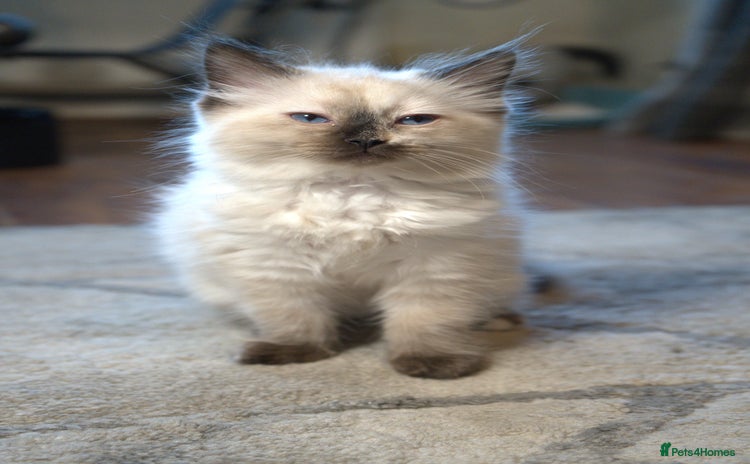 Ragdoll cats - Advert 15