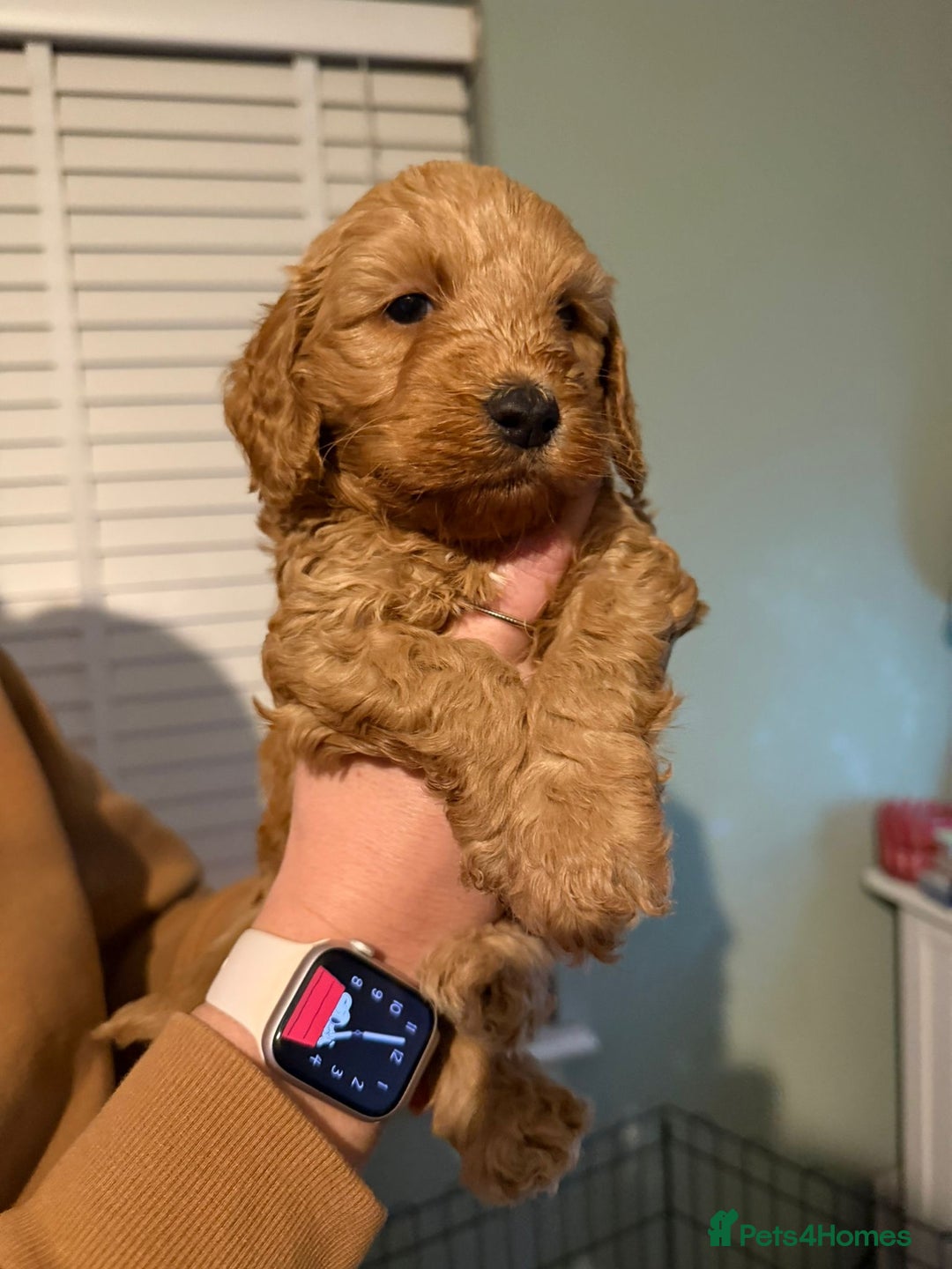 Cockapoo dogs for sale: 6 gorgeous Cockapoo puppies for sale  - Advert 7