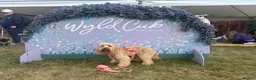 Cockapoo dogs for sale: F2 cockapoos in Grimsby - Advert 19