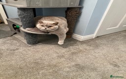 British Shorthair cats for sale: Lilac British Shorthair re-homing as only female  - Image 5