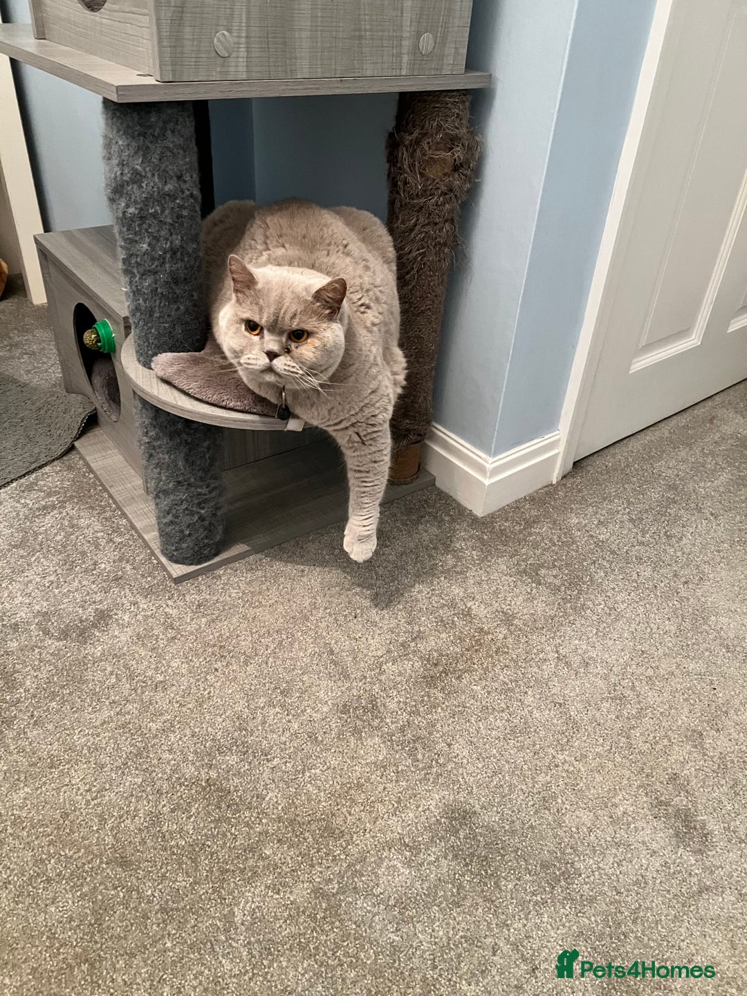 British Shorthair cats for sale: Lilac British Shorthair re-homing as only female  - Image 5