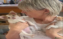 Chihuahua dogs for sale: Apple head boy Chihuahua  - Image 2