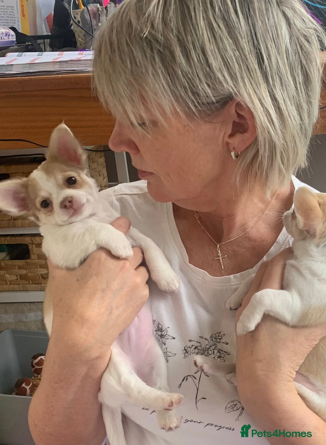 Chihuahua dogs for sale: Apple head boy Chihuahua  - Image 2