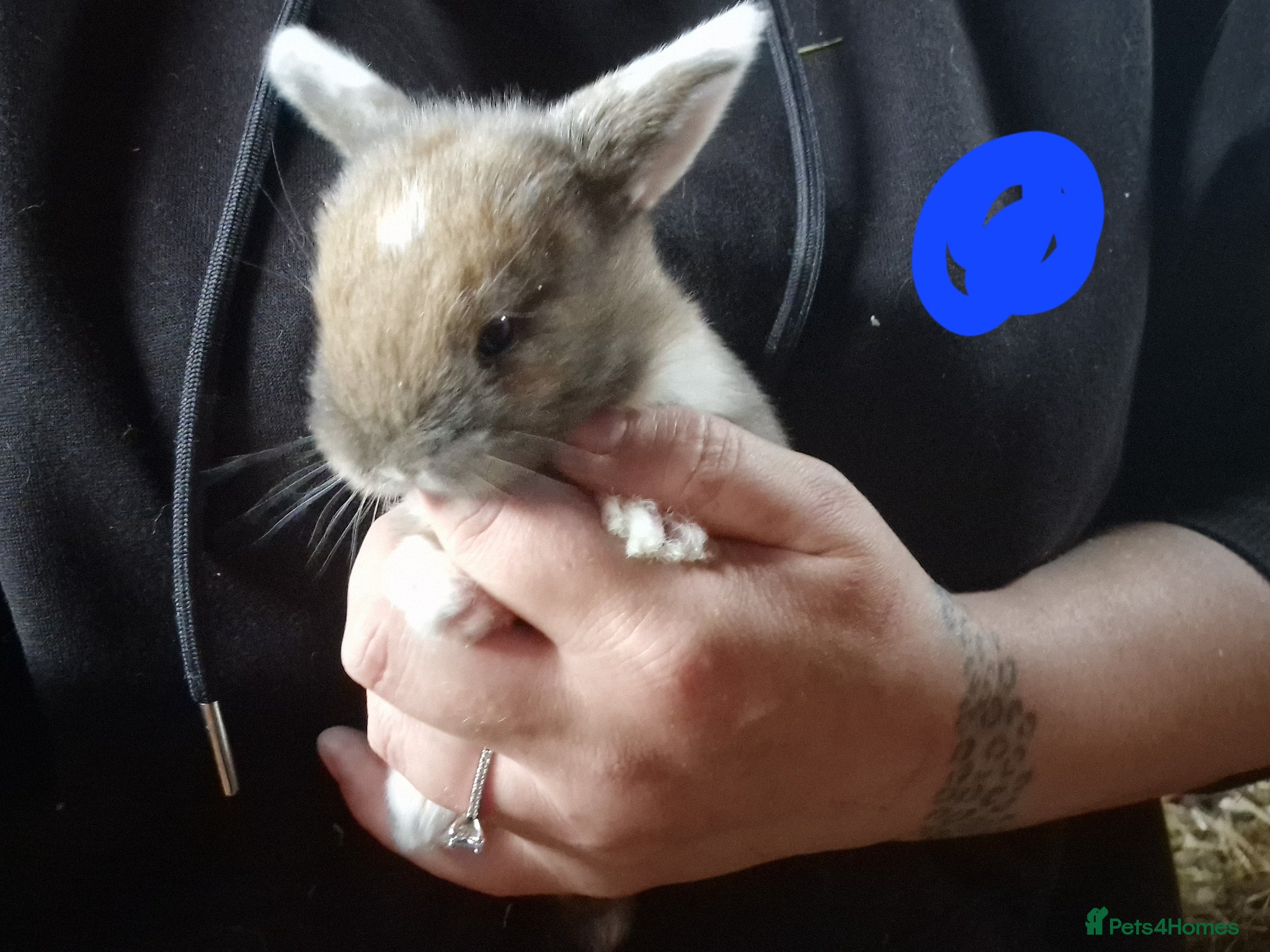 Mini Lop rabbits for sale: Mini lops  - Advert 13