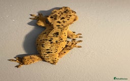 Gecko reptiles for sale: Crested Geckos - Various morphs - Ready to go - Advert 7