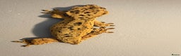 Gecko reptiles for sale: Crested Geckos - Various morphs - Ready to go - Advert 7