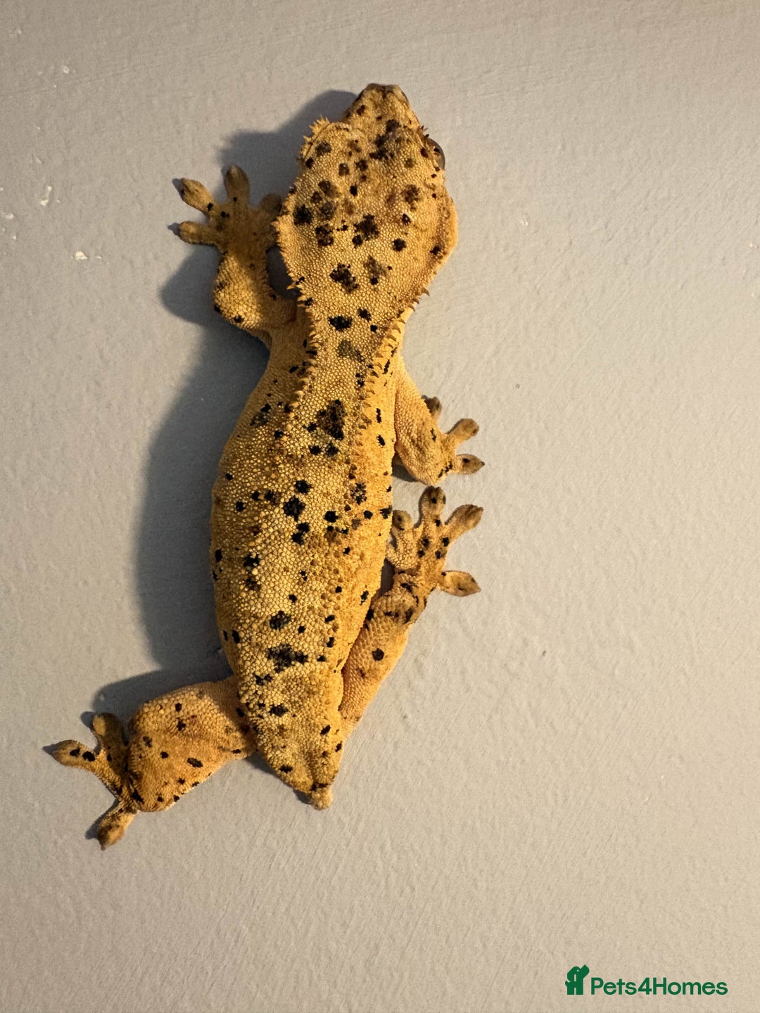 Gecko reptiles for sale: Crested Geckos - Various morphs - Ready to go - Advert 7