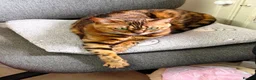 Bengal cats for sale: Female Friendly Bengal pet - Advert 3