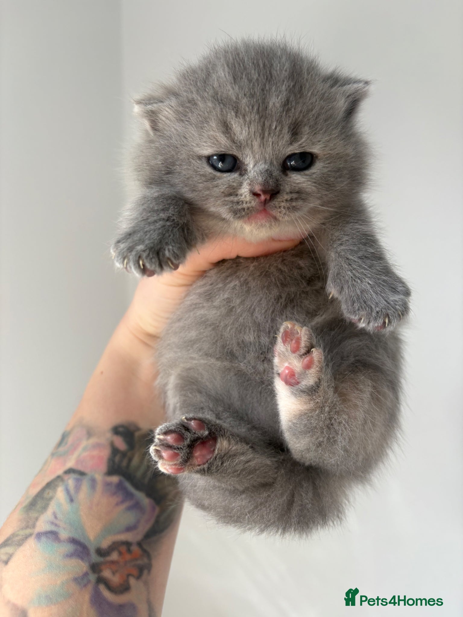 British Shorthair cats British Shorthair Kittens Available TICA 😻😻😻 - Advert 1