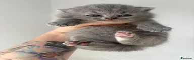 British Shorthair Kitten 4