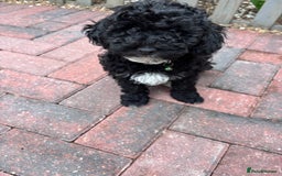 Toy Poodle dogs for sale: Adorable toy poodles, 1 boy left,  READY TO GO - Image 13