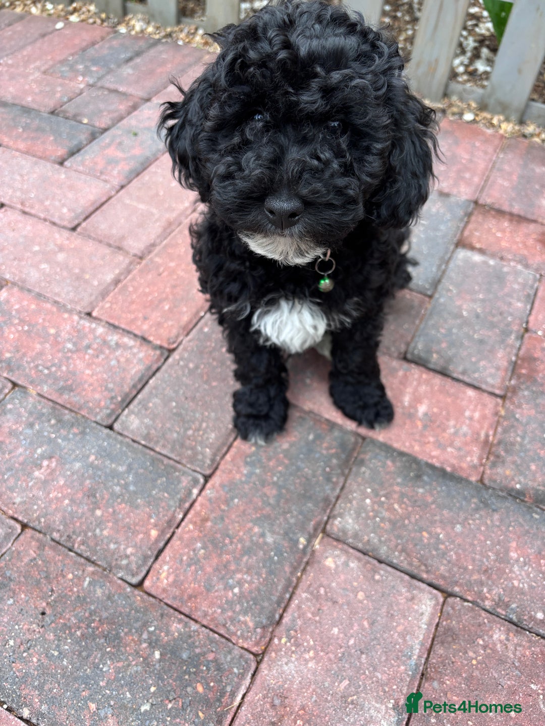 Toy Poodle dogs for sale: Adorable toy poodles, 1 boy left,  READY TO GO - Image 13