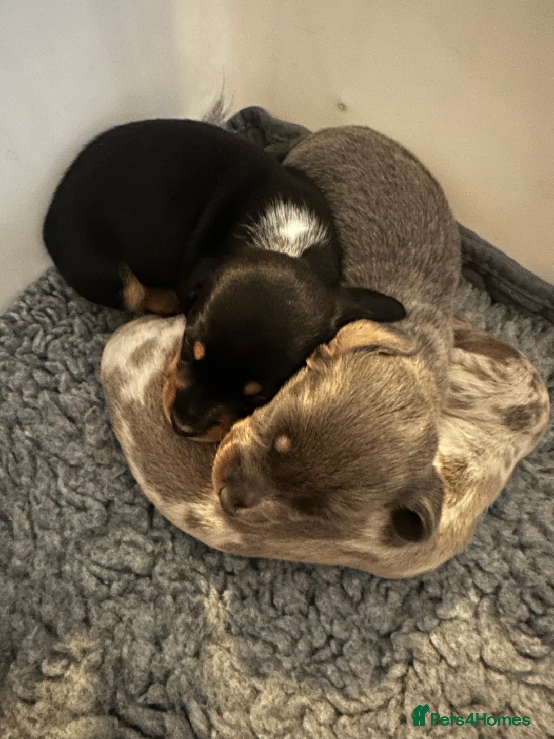 Dachshund dogs for sale: Beautiful litter of 3 KC Reg - Advert 1