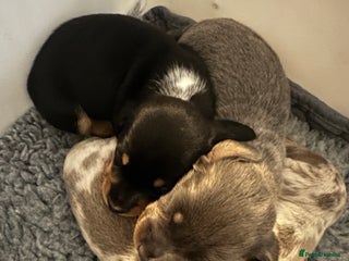 Dachshund dogs Beautiful litter of 3 KC Reg - Advert 13