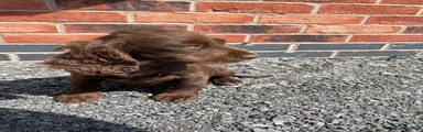 chocolate cockapoo