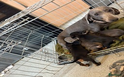 Miniature Dachshund dogs for sale: Miniature dachshund puppies - Image 1