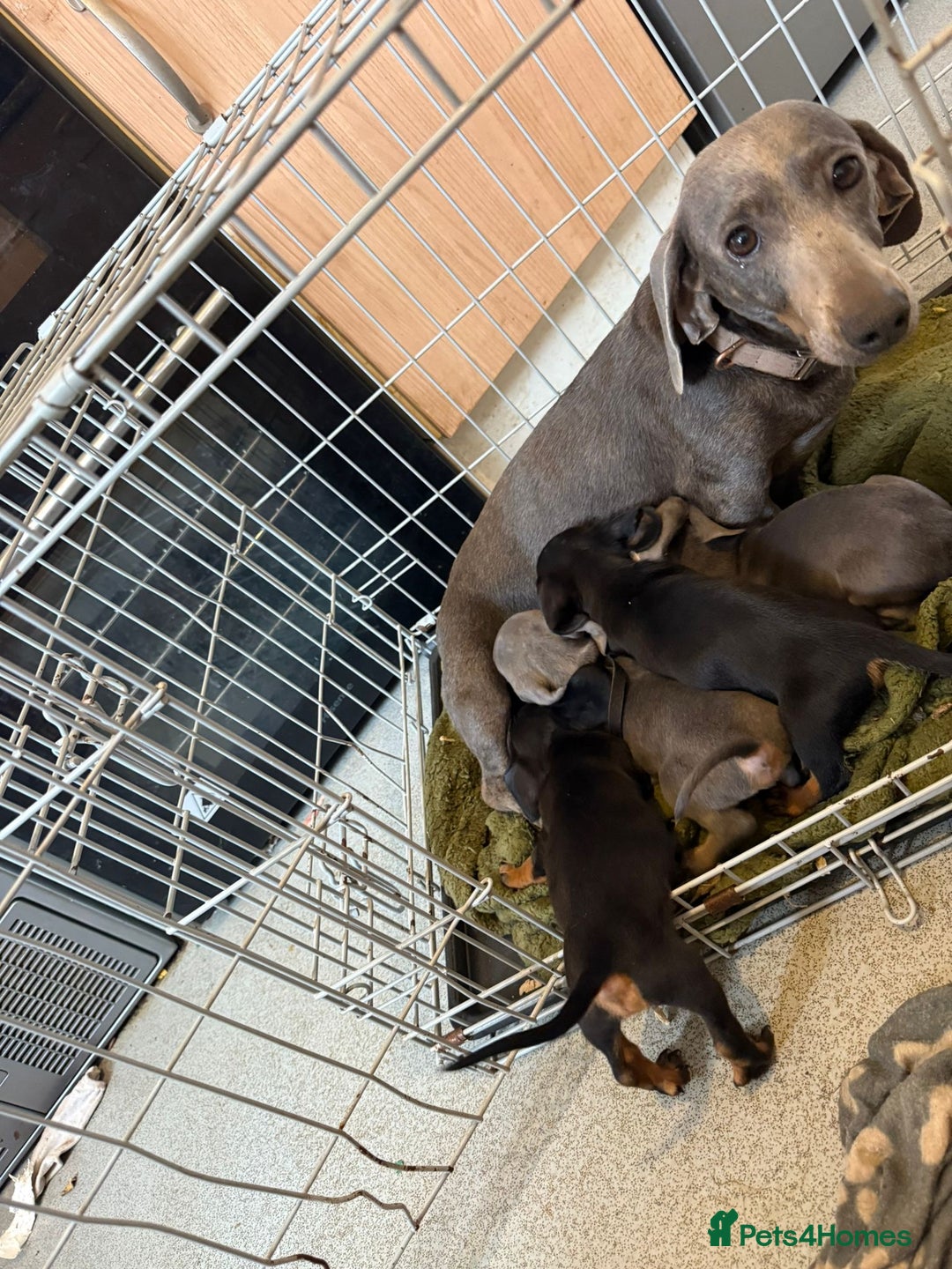 Miniature Dachshund dogs for sale: Miniature dachshund puppies - Image 1