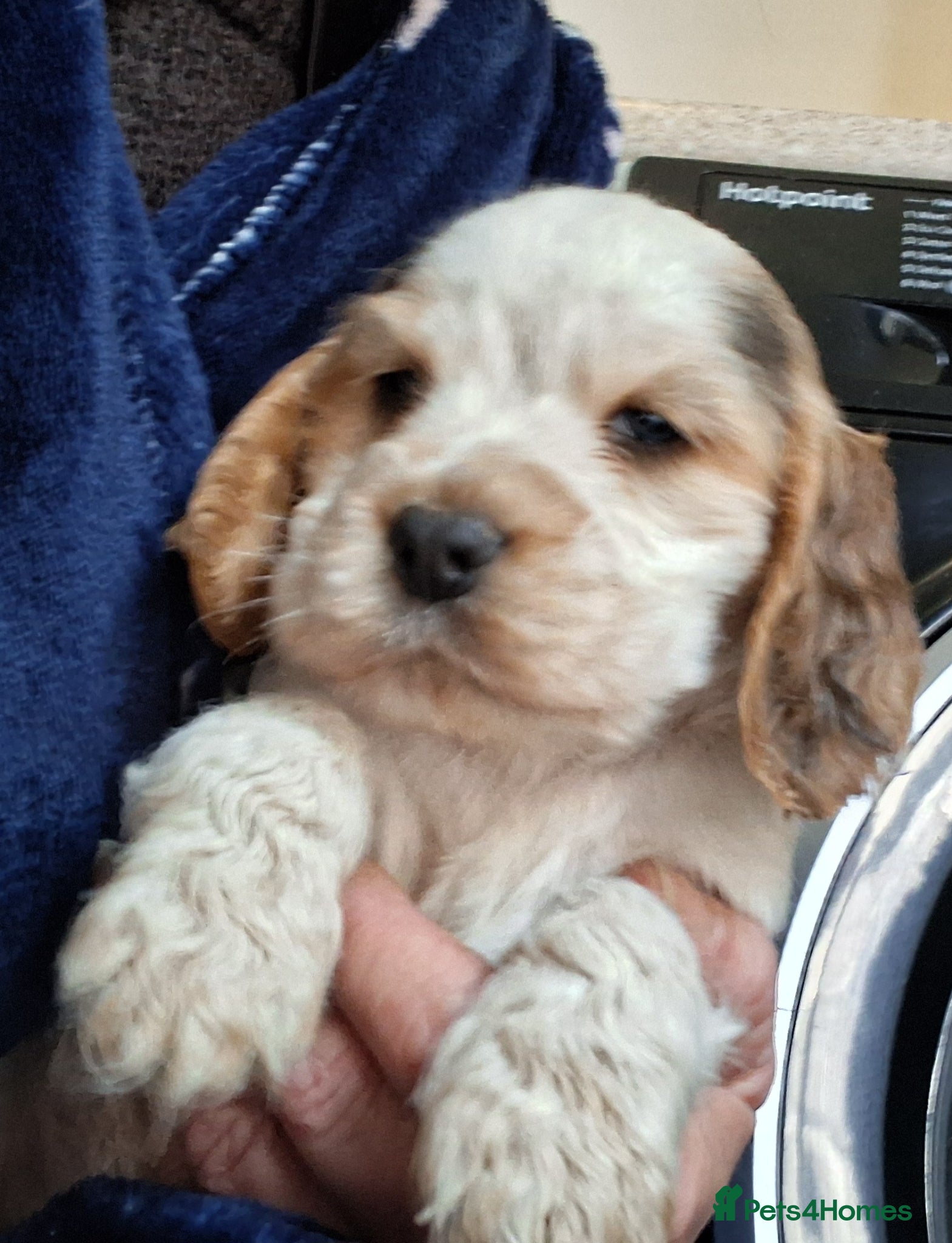 Cocker Spaniel dogs Beautiful KC Reg Showtype Cocker Spaniel puppies  - Advert 2