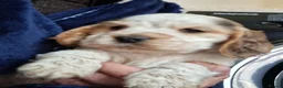 Cocker Spaniel dogs for sale: Beautiful KC Reg Show-Cocker Spaniel puppies  in Doncaster - Advert 25