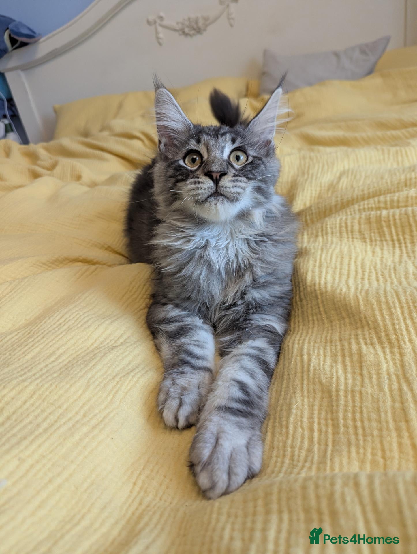 Maine Coon cats Pedigreed Maine Coon kittens - Advert 1