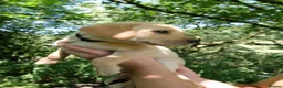 Labrador Retriever dogs for sale: Stunning home-bred labs - Advert 3