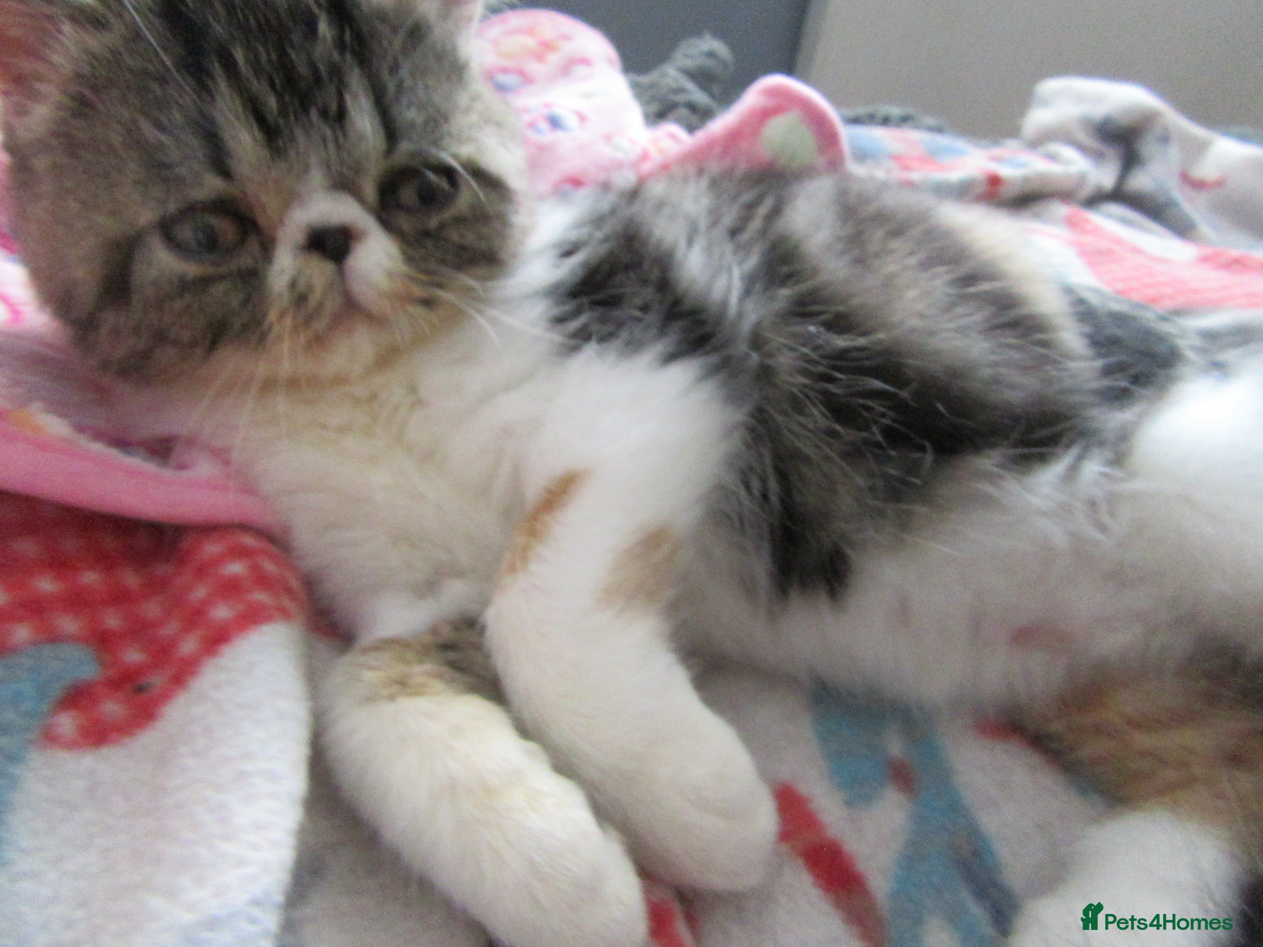 Exotic cats Super sweet Exotic female kitten READY NOW - Advert 10