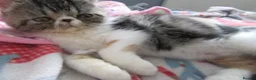 Exotic cats for sale: Super sweet Exotic female kitten READY NOW - Advert 3