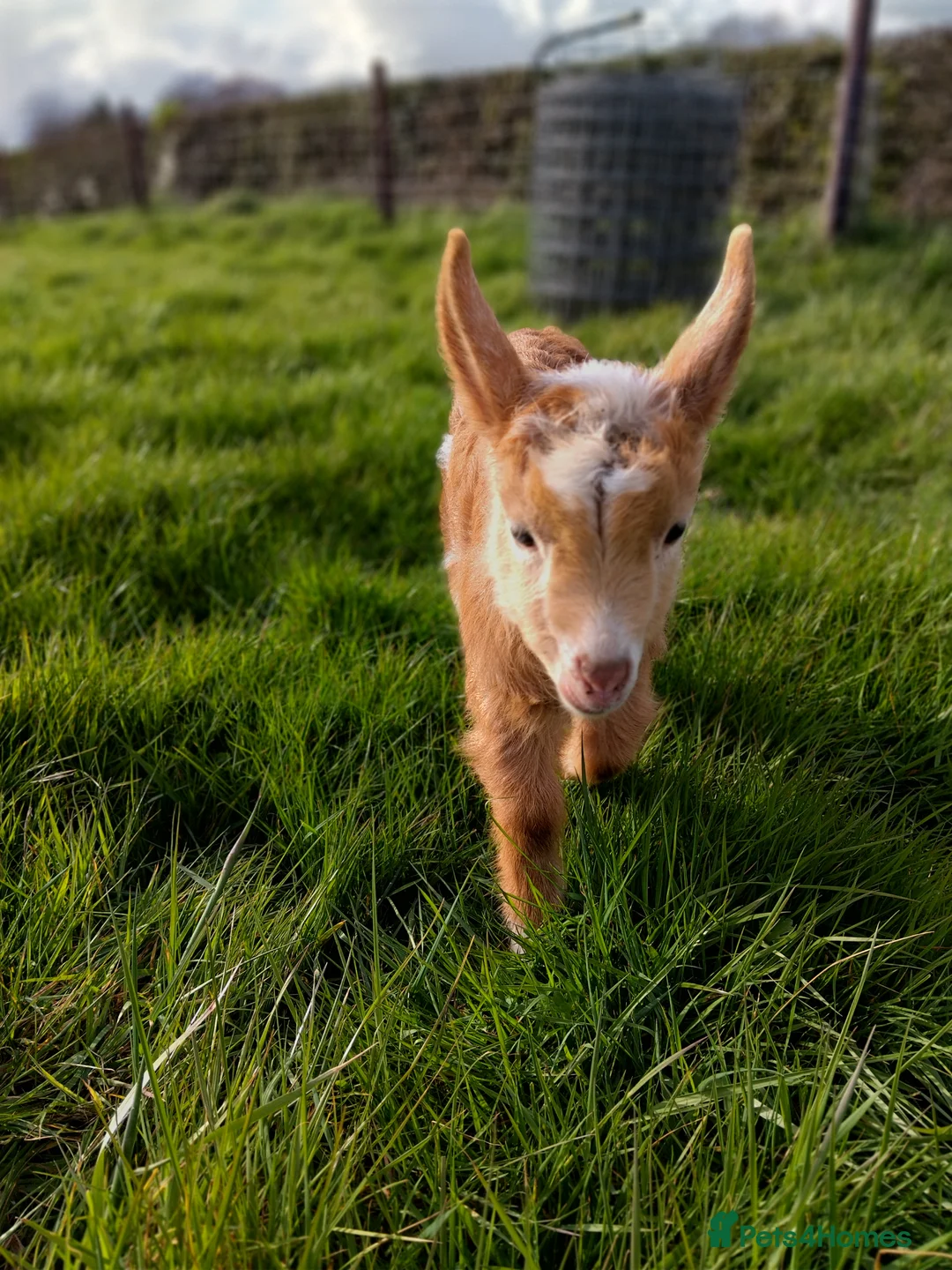 Goats livestock for sale: Pedigree royal golden Guernsey goats kids  - Advert 2