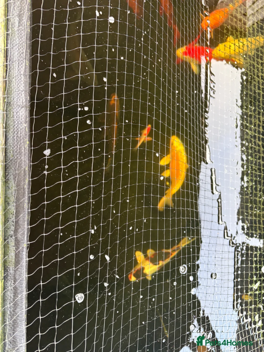 Koi Carp fish for sale: Koi for sale in Walsall - Advert 4